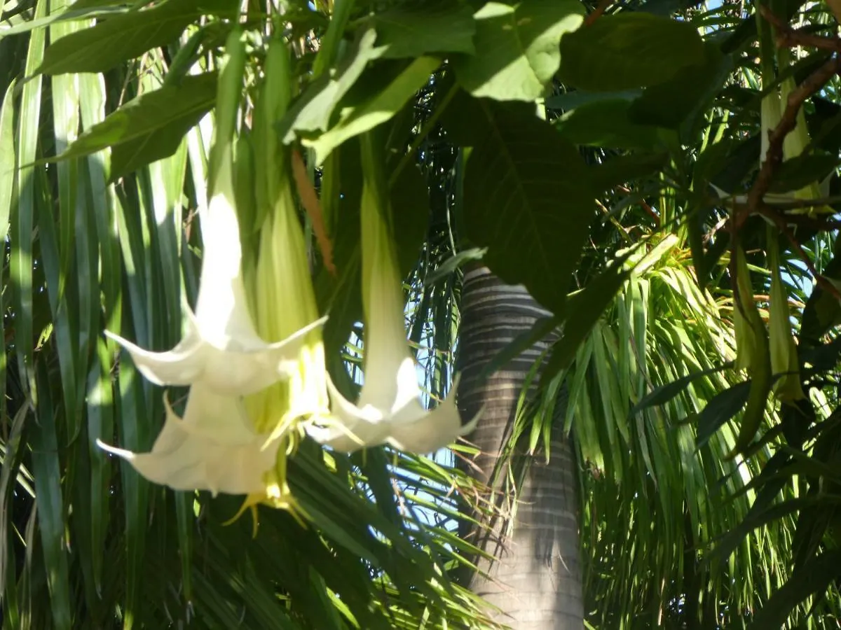 El Jardin de la Palapa Villa Los Realejos